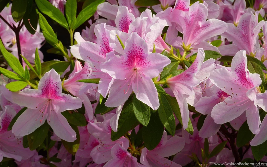 MLeWallpapers.com Pink Azalea Bush