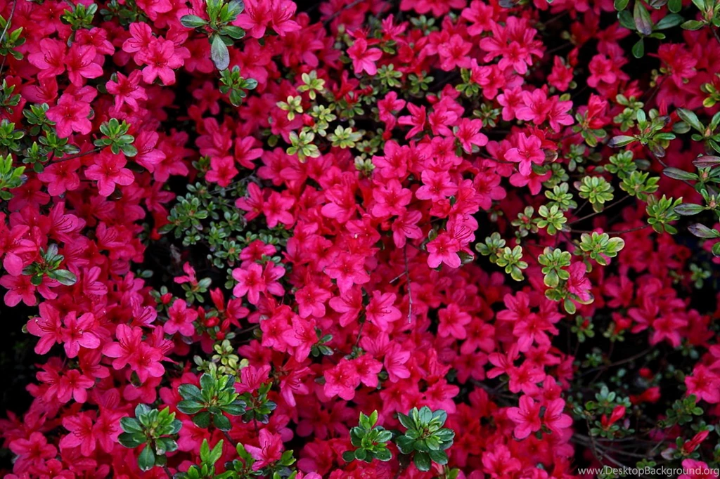 File:Red azalea spring flowers West Virginia ForestWander.jpg ...