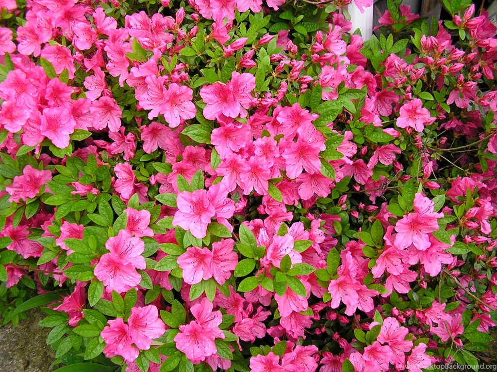 HD Azalea Wallpapers