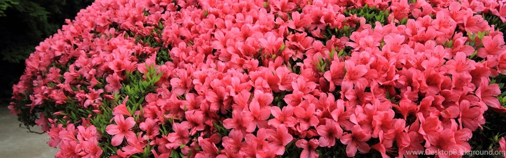Azaleas Wallpapers . Gratuit, Rapide Et Sûr !