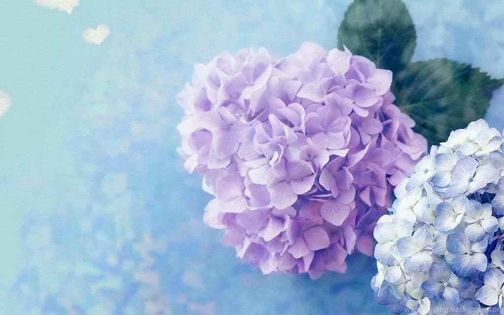 HQ Hydrangea Wallpapers