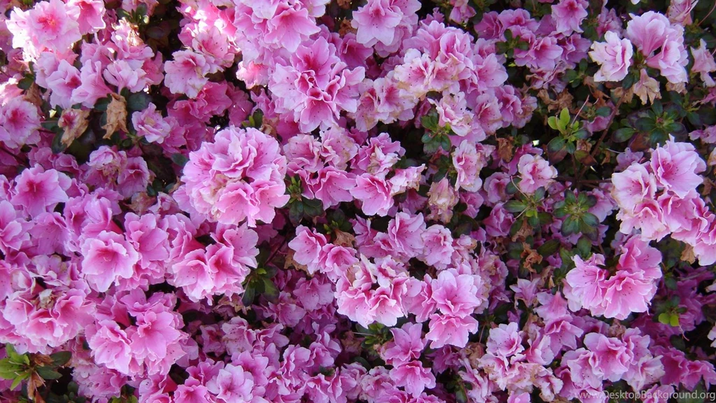 Download Wallpapers 3840x2160 Azalea, Flowering, Bushes, Close up ...