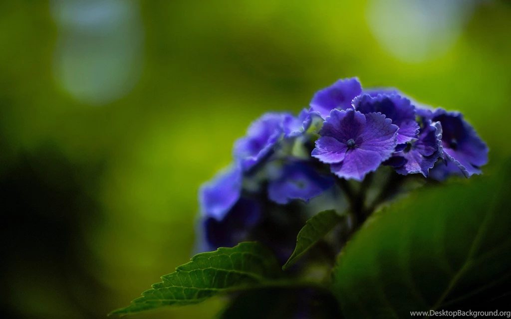Magnificent Hydrangea Wallpapers