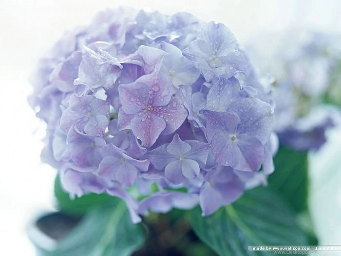 Blooming Hydrangea Flowers Wallpapers Wallcoo.net