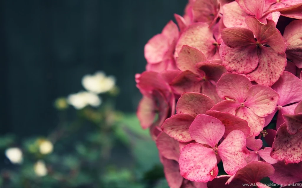 Hydrangea Images And Wallpapers Download