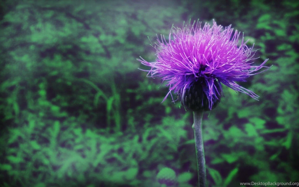 Purple Hydrangea Hd Wallpapers 1680x1050 Widescreen Hd Wallpapers