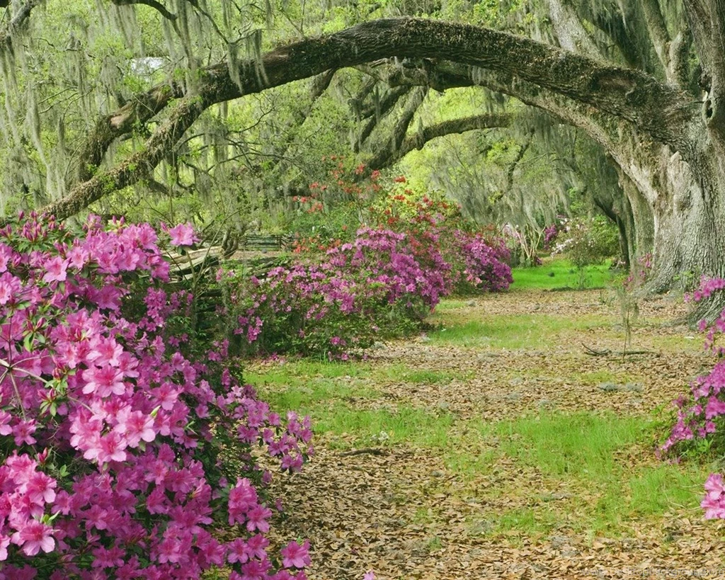 Top Oaks And Azaleas In Wallpapers