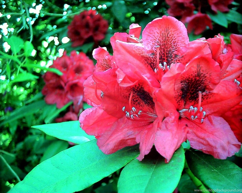 Beautiful Azalea   (