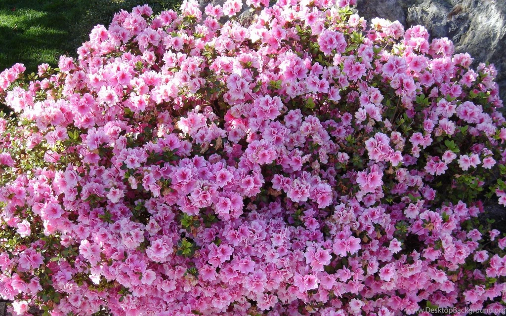 Download Wallpapers 2560x1600 Azalea, Shrub, Flower, Stone, Park ...