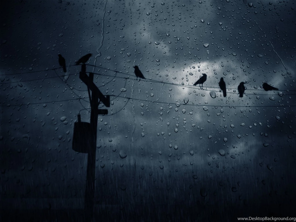 High Quality Crow Wallpapers