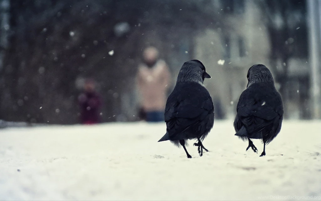 Birds crows winter hd wallpapers