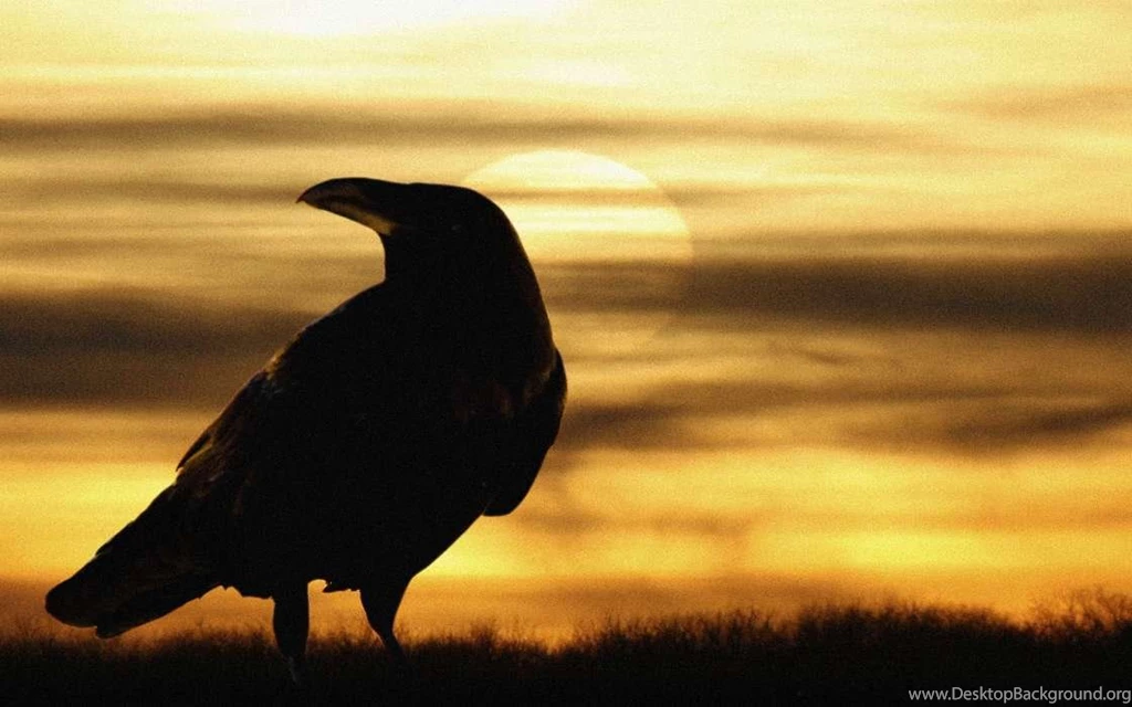 Download Mobile Wallpaper: Animals, Birds, Crows, Free. 2900.