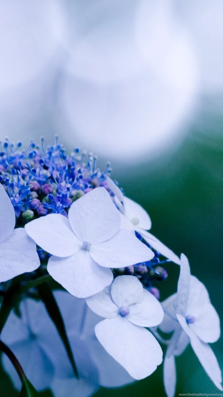 Hydrangea Iphone 6 Wallpapers Items Share Hydrangea Iphone 6 ...