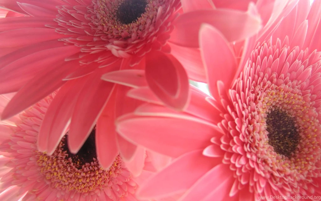 Desktop Hd White Pink Wallpapers 3d Hd Pictures.