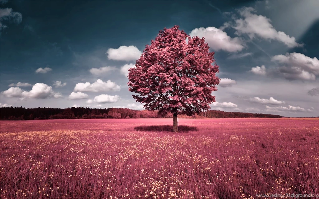 Pink Backgrounds HD:Computer Wallpapers