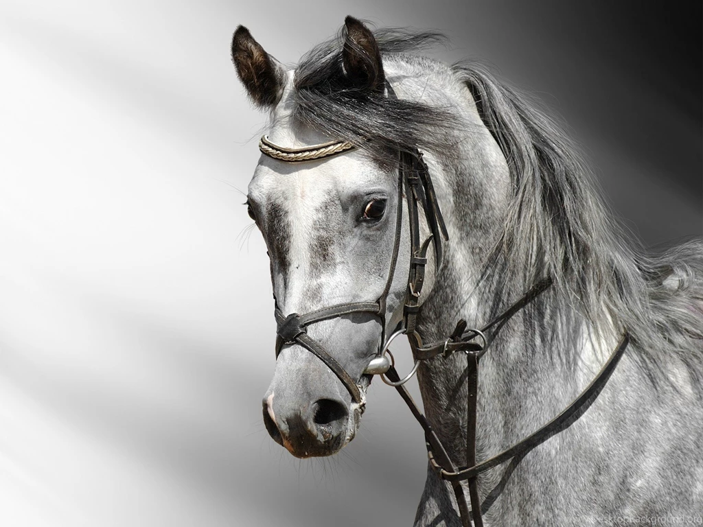 Horse Wallpapers HD