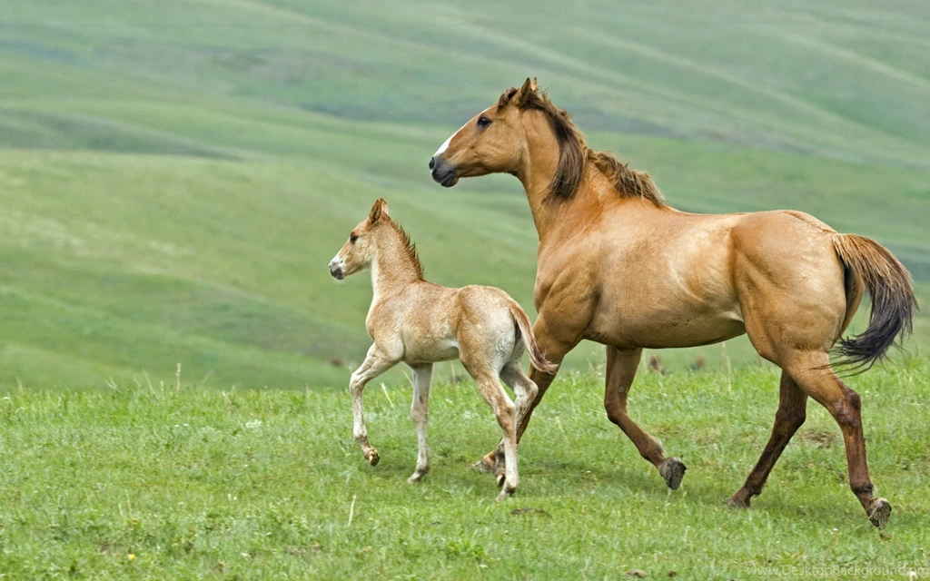 Horse wallpaper 13.jpg