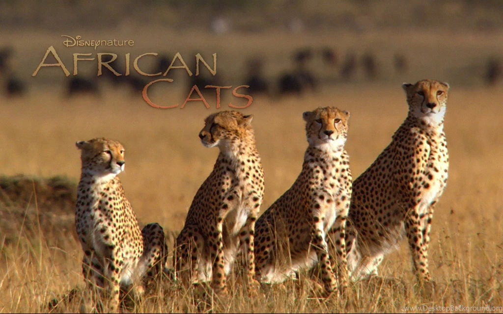 African Cats: Kingdom Of Courage Wallpapers