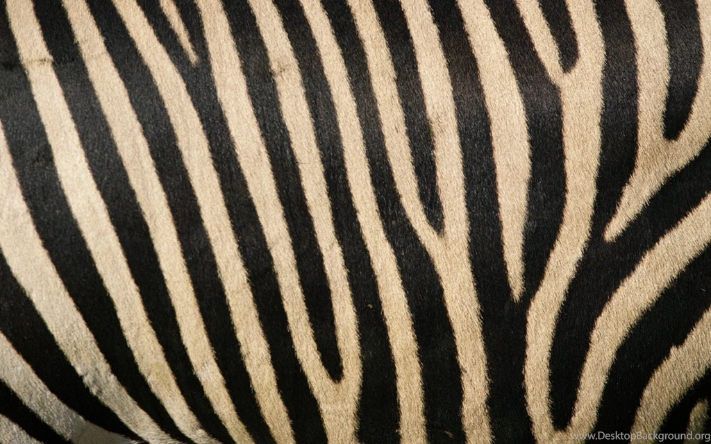 Pink And Black Zebra Stripes