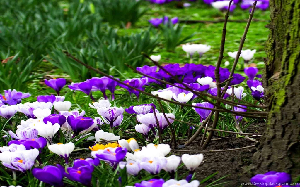 Spring Flowers HD Wallpapers Free Download