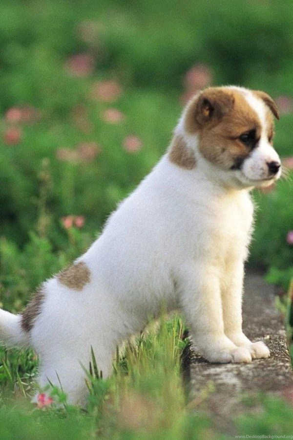 Dogs Wallpapers Android Apps On Google Play