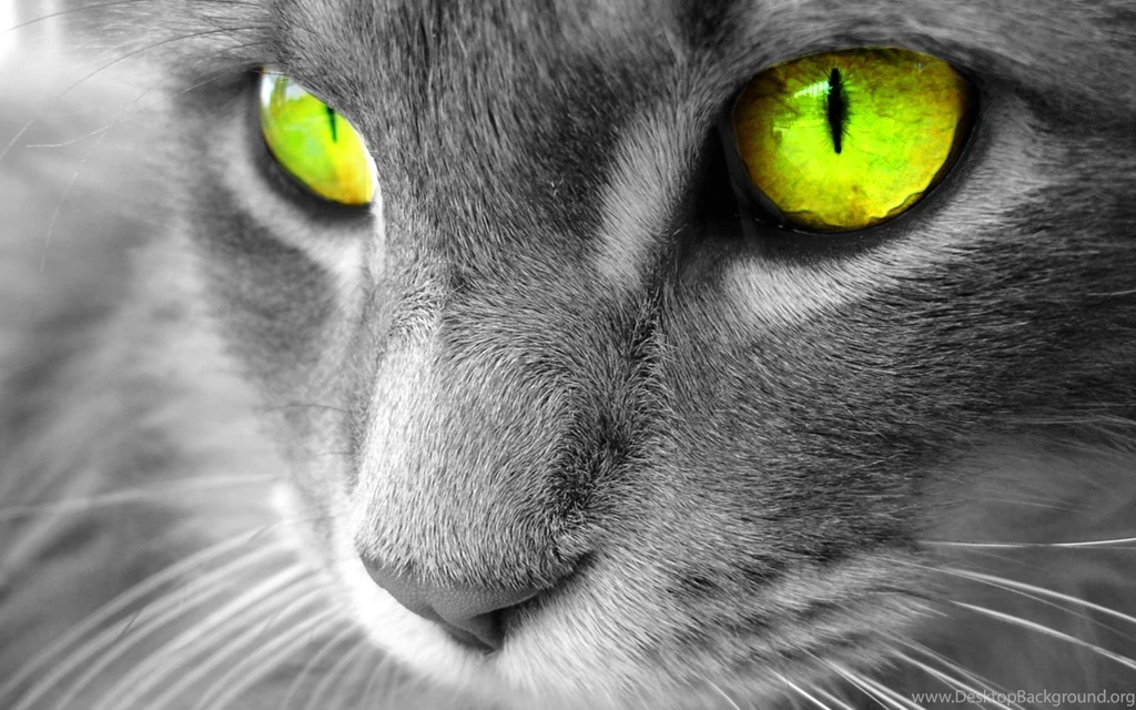3d animated cat wallpapers