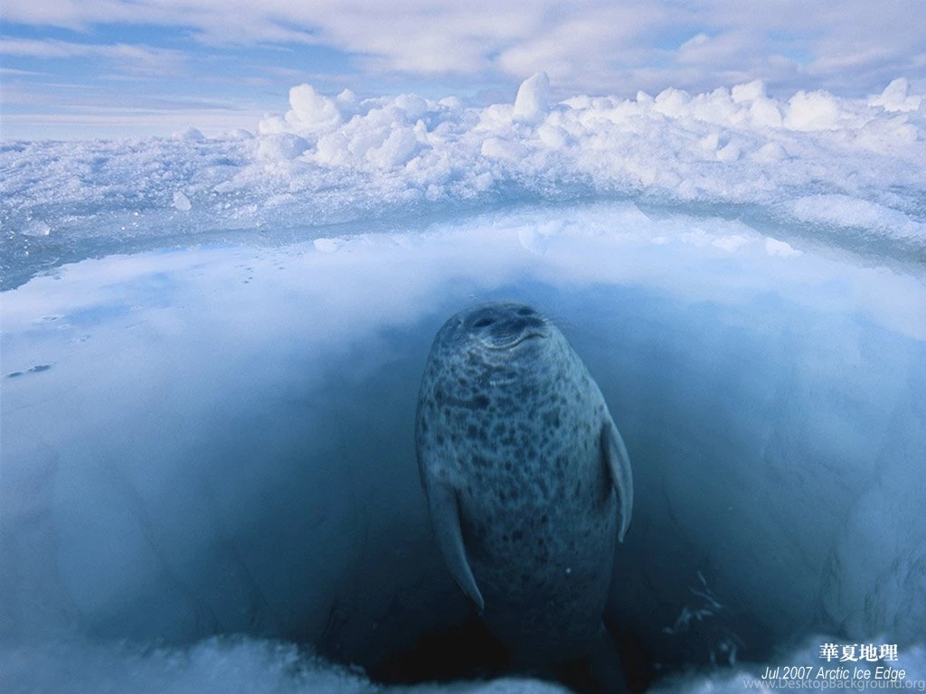 National Geographic Photos 1024x768 NO.18 Desktop Wallpapers ...