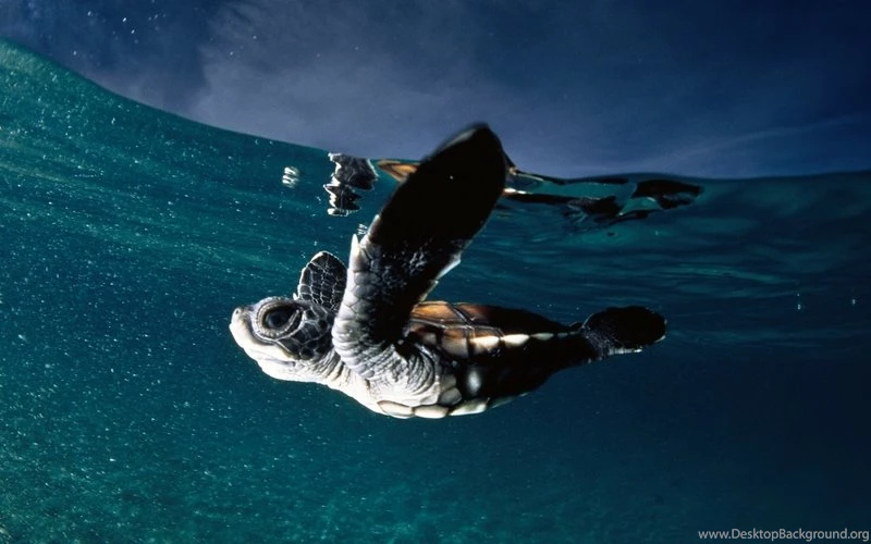 Ocean,baby Ocean Baby Turtles National Geographic Skyscapes ...