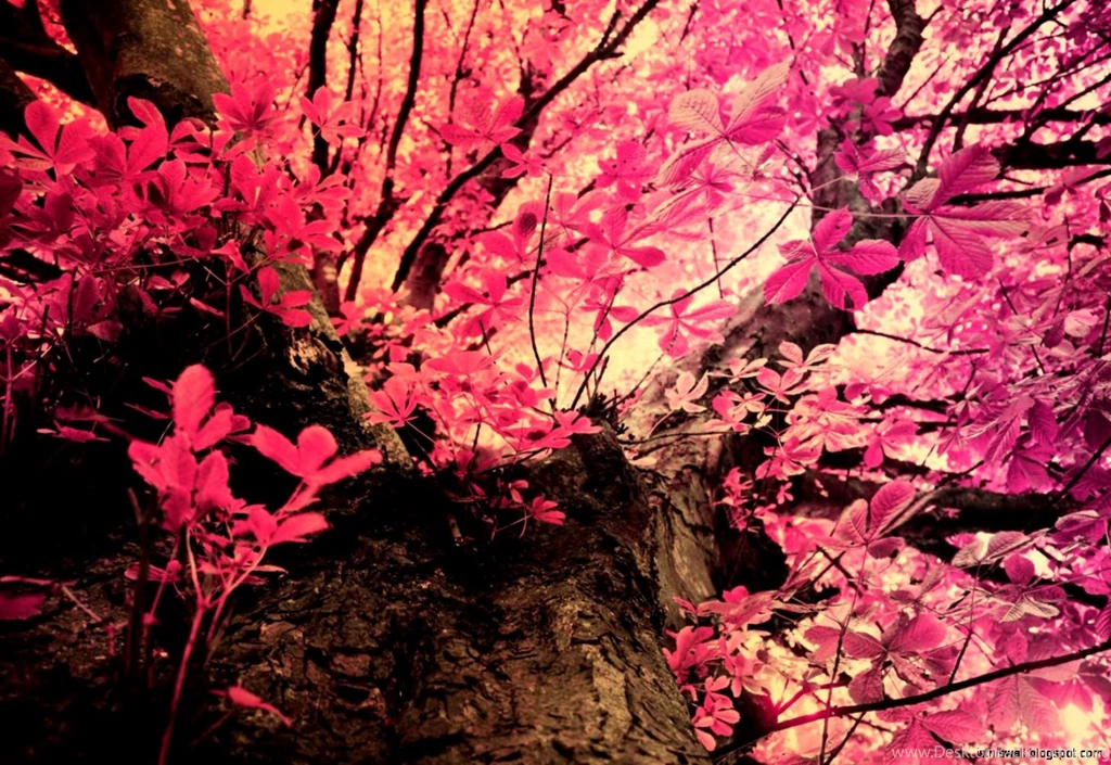 Pink Camo Wallpapers