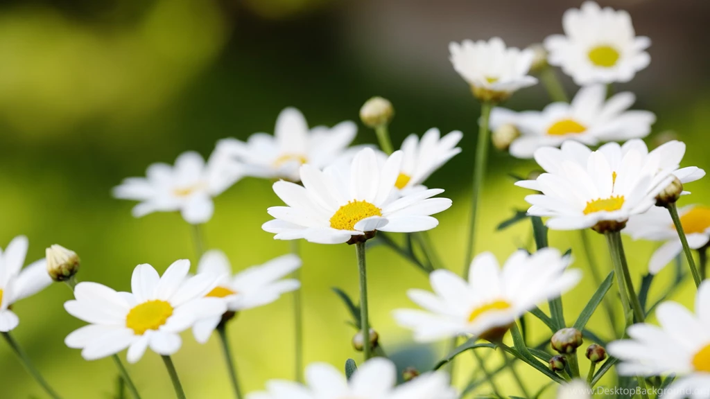 Daisies Wallpapers