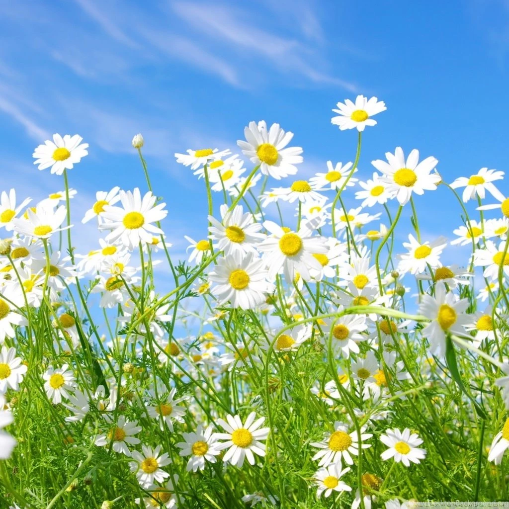 Field Of Daisies HD Desktop Wallpapers : High Definition ...