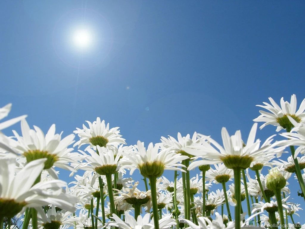 Captivating Pictures Of Daisies Flairs ~ Housestick: Nails Art Design