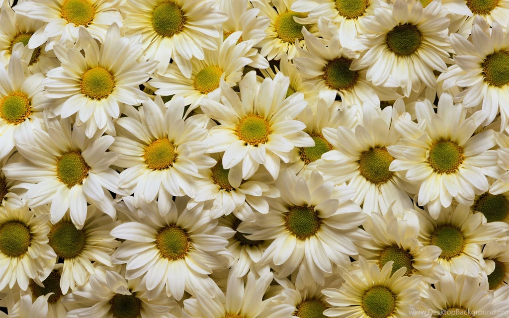 Captivating Pictures Of Daisies Flairs ~ Housestick: Nails Art Design
