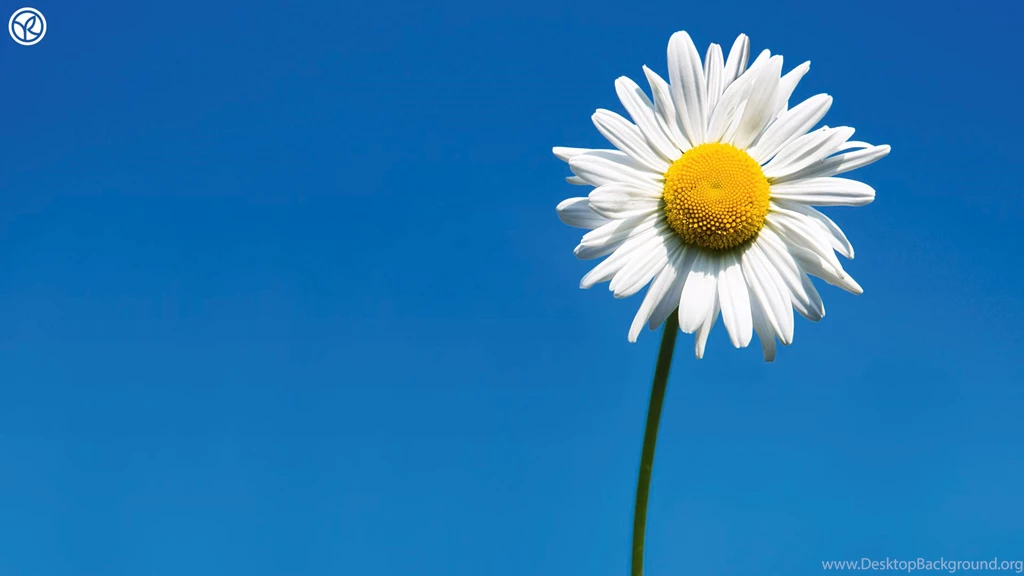 Daisy Flower Wallpapers HD Pictures