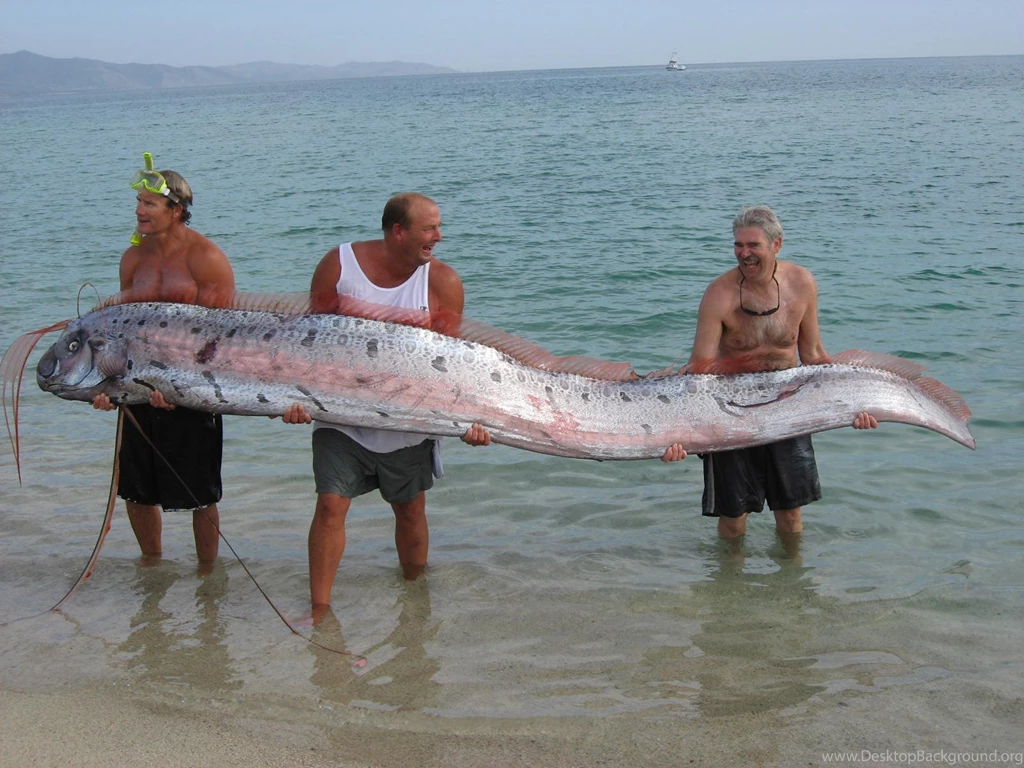 Free The Largest Sea Creatures Ever Caught Computer Desktop Wallpapers