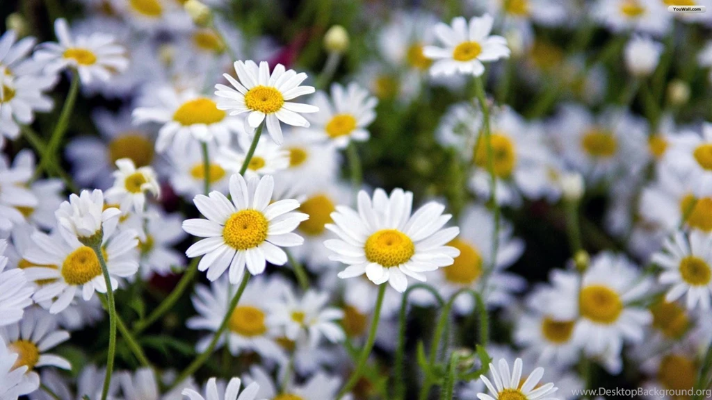 YouWall   Lovely Daisies Wallpapers   Wallpaper,wallpapers,free ...