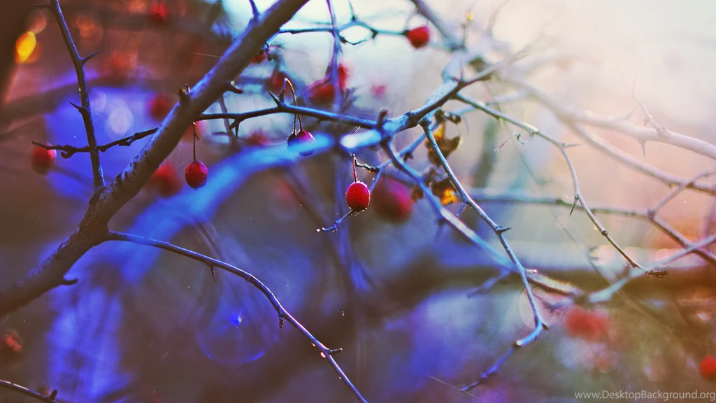 1920x1080 The Sun, Mood, Berries, Winter, Sunset Wallpapers And ...