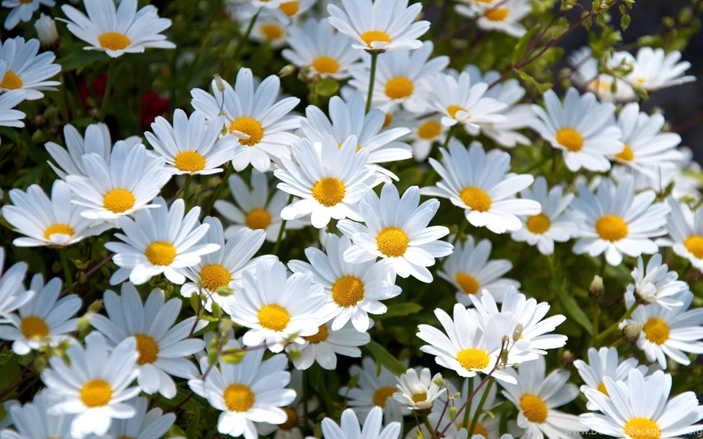 Daisy Flower Wallpapers Free Download Id: 10178d   Pacify Mind