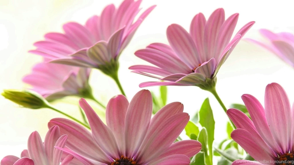 Pink Daisies ~ Mystery Wallpapers
