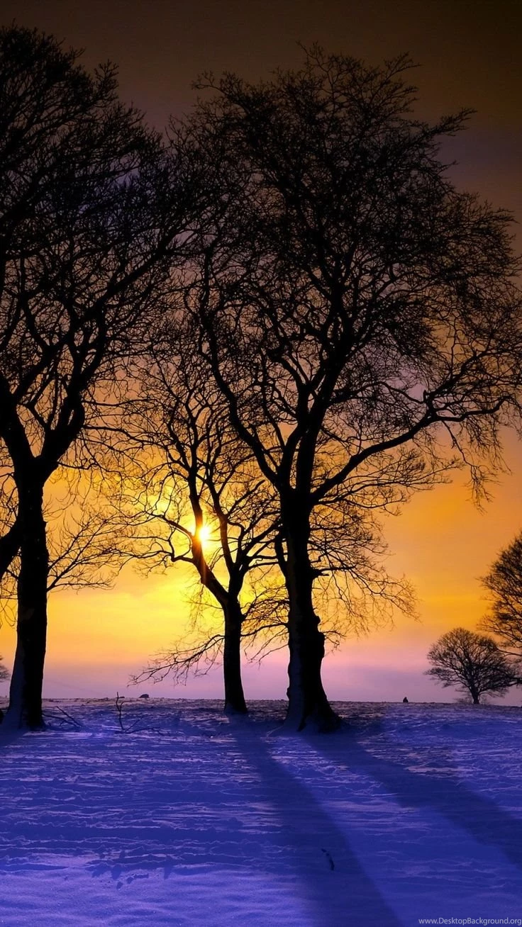Download Wallpapers 1080x1920 Sunset, Winter, Trees, Landscape Sony ...