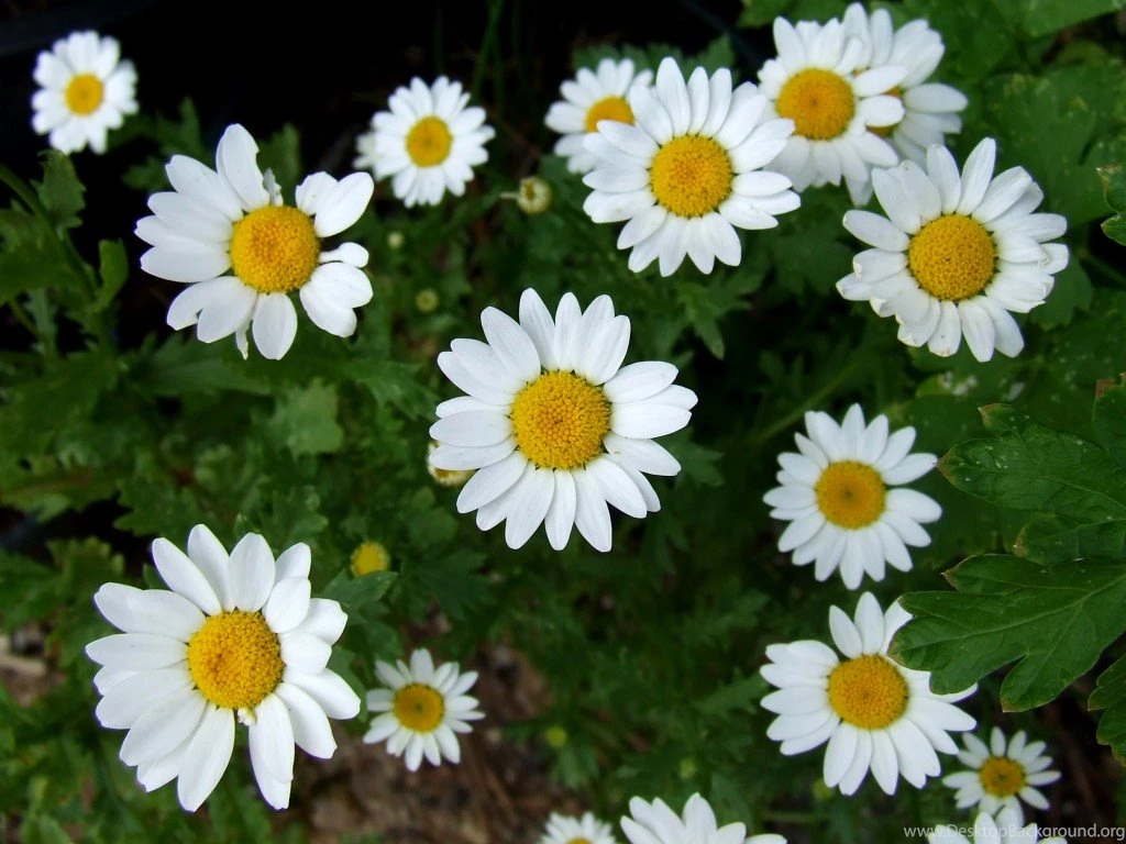 1600x1200px 821286 Gorgeous Daisies 1.2 MB