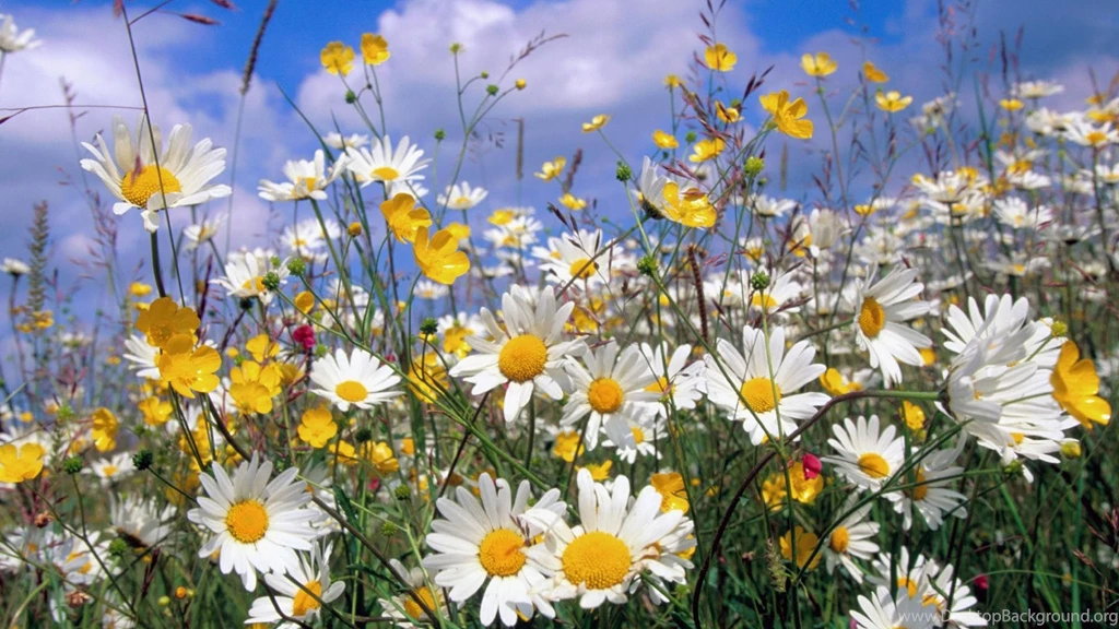 Daisies Wallpapers