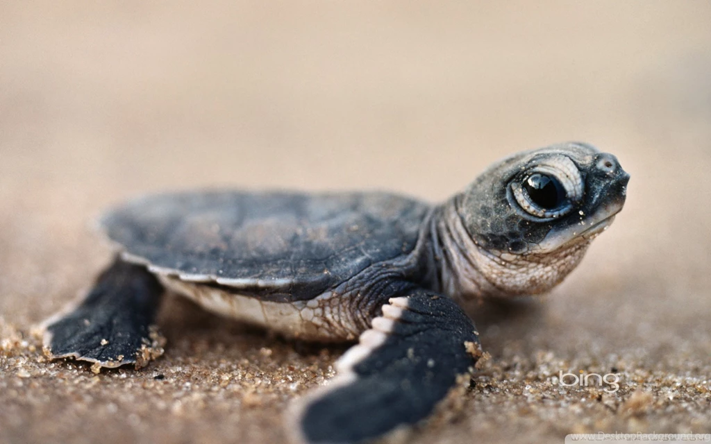 Bing Baby Turtle HD Desktop Wallpapers : Widescreen : High ...