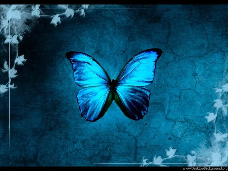 Cool Blue Butterflies   Danasrhp.top