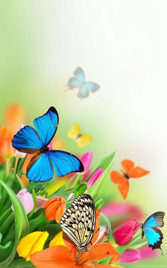 HD Animated Butterfly Wallpapers For Android Full Size ...