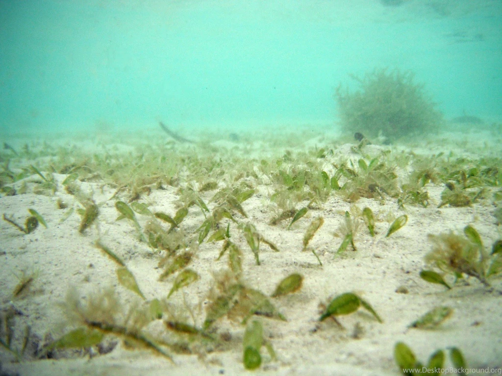 Seagrass Wallpapers