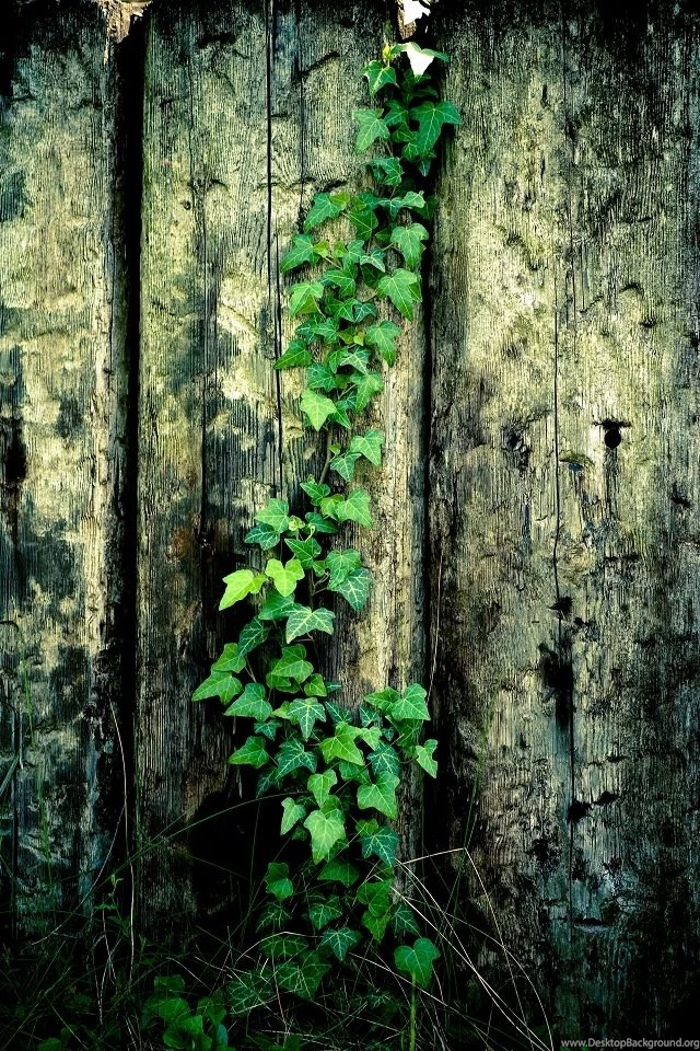 Wooden Fence On The Vine iPhone 4s Wallpapers Download