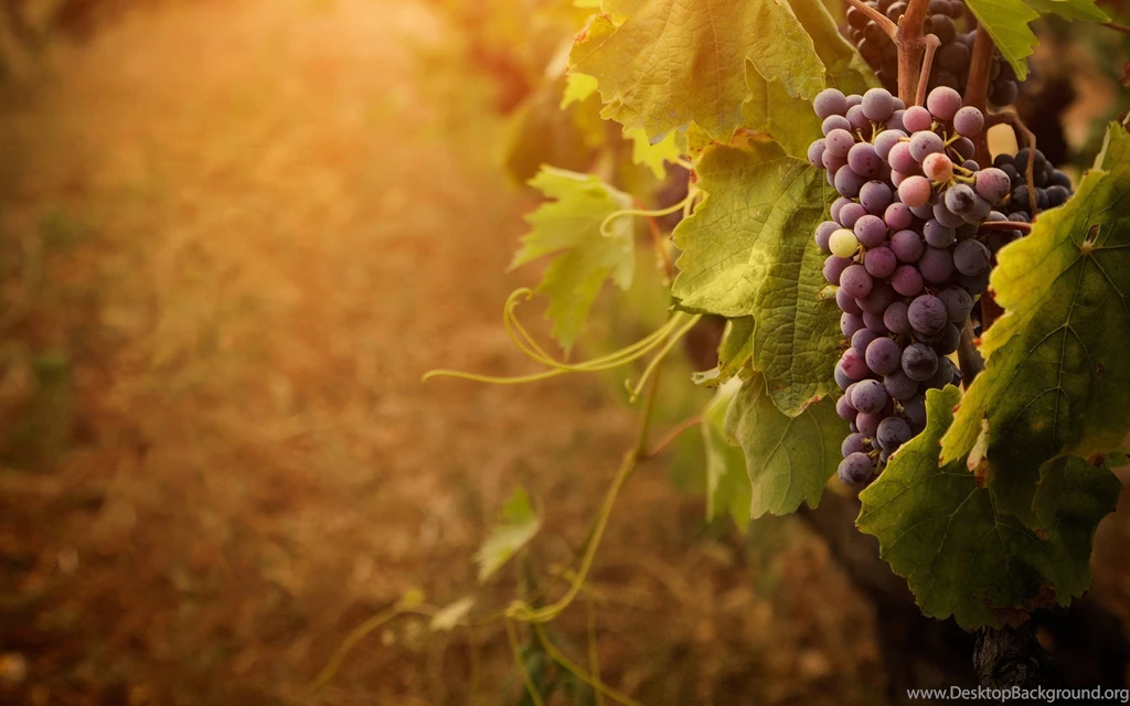 Wallpapers Grapes Wallpapers Cave