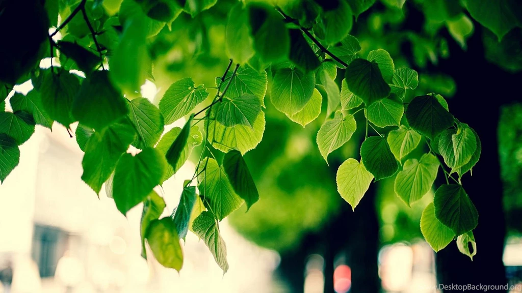 Vine Wallpapers Hd