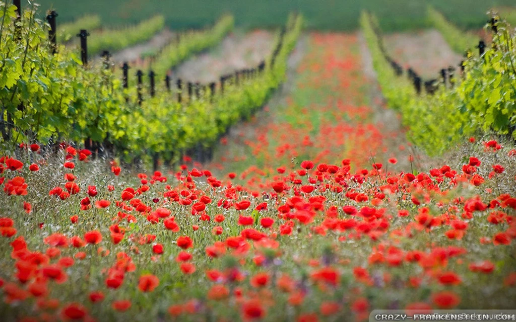 Poppy Field Wallpapers 2   Crazy Frankenstein